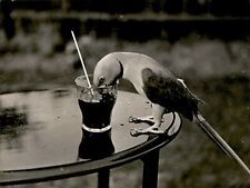 GA167 Original Underwood Photo PARROT DRINKING COCKTAIL Vintage Party Glass picture