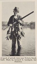 1937 Magazine Photo Hunter,Shotgun Bunch of Pintail Ducks Victoria Island,CA picture