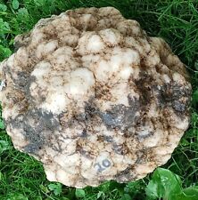 Beautiful Large Giant 20 lbs.  Unopened Indiana Geode picture