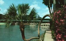 Vintage Postcard Lucky Palm Landmark Beautiful Silver Springs Buildings Florida picture