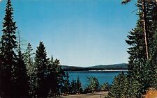 Yellowstone WY Wyoming Wildlife Sanctuary Lake Drive Highway Vtg Postcard O7 picture