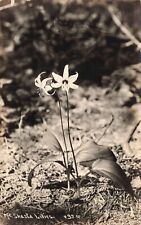 RPPC Beautiful Lillies Mt Shasta Flowers c1930 Vintage Patterson Photo Postcard picture