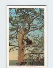 Postcard Two Bears in Tree Yellowstone Park USA picture