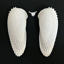 Cyrtopleura costata (Angel Wing), 126mm+, PHOLADIDAE seashell from Florida picture