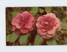 Postcard Beautiful Camellia Flowers picture