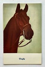 1950s Firefly Race Horse Brown Postcard Vintage Racing Post Card picture