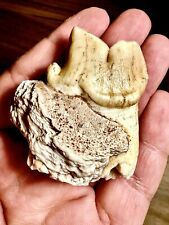 BEYOND RARE FOSSIL MAMMAL Miocene carnivore  Dinocrocuta teeth Gansu China picture