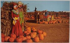 Vintage Postcard Van Riper's Farms Woodcliff Lake New Jersey Pumpkins Witch picture