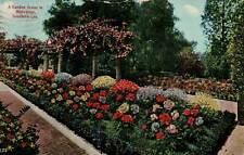 1913 Southern California CA Garden Scene In Midwinter Vintage Postcard picture
