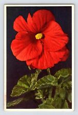 Postcard Begonia Red Flower Thor Gyger Stehli Series 1940s Unposted picture