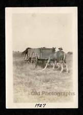 1927 RUSTIC FIELD HORSES BUCKBOARD WAGON MAN OLD/VINTAGE PHOTO SNAPSHOT- K912 picture