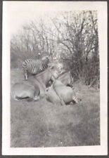 Horses & zebra grazing back lot Christy Bros Circus photo 1930s picture