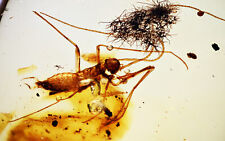Very Rare Extinct Roach nymph in Burmese Amber picture