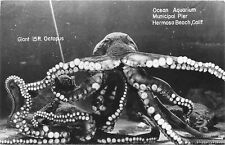 Postcard RPPC Giant 15 foot Octopus 1952 23-2884 picture