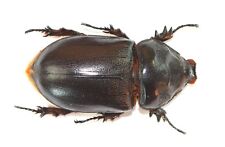 COLEOPTERA, DYNASTINAE, ORYCTES OWARIENSIS from CAMEROON picture