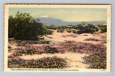 Palm Springs CA-California, Sand Verbenas Blooming The Desert, Vintage Postcard picture