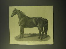 1887 Illustration of a Typical Exmoor Horse picture