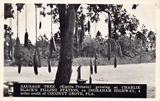 FL~FLORIDA~COCONUT GROVE~SAUSAGE TREE GROWING AT CHARLIE BLACK'S FILLING STATION picture