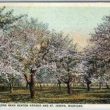 c1910s Benton Harbor / St. Joseph, Mich Orchard Trees Spring Bloom Bradford A200 picture