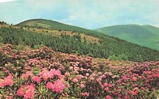 Roan Mountain Rhododendron, North Carolina-Tennessee Posted 1971 picture