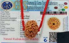 10 Mukhi Rudraksha / Ten Face Rudraksh -Java Bead- 15-17 MM - Lab Certified P001 picture