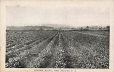 NEW JERSEY PHOTO POSTCARD: CELERY FIELD, GREAT MEADOWS, INDEPENDENCE TWP., NJ picture