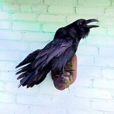 Raven Taxidermy Bird Real Stuffed mount #93 Animal Gothic Tattoo Driftwood picture