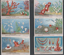 LIEBIG CARDS Liebig 1939 Coral (S1411) - complete set picture