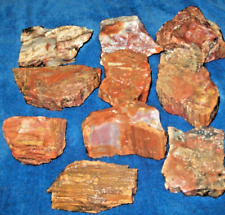 Arizona rainbow petrified wood 10 pcs group 18.12 lbs  brillant colors picture