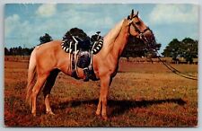 Palomino Pony Saddled Horse In Pasture Unused Vintage Chrome  Postcard picture