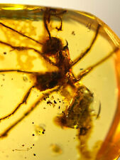 Burmese burmite Cretaceous Big Ant insect fossil amber Myanmar picture