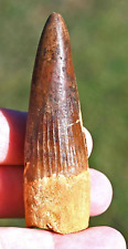 Spinosaurus tooth 3.2 inches, from Morocco  #1 picture