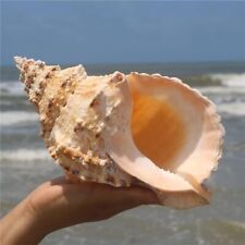 Large Natural Frog Shell Conch Seashell Rare Real Beach Home Deco 7-8