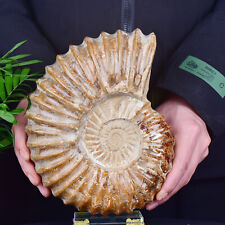 9.3LB Natural Ammonite Fossil Conch Quartz Crystal Specimen picture
