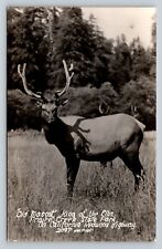 RPPC King of the Elks Prairie Creek State Park California VTG Postcard 1517 picture