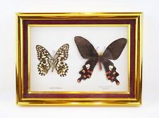 Vintage Butterfly Taxidermy Framed Wall Desk Décor Art 9” x 6 1/2” picture