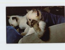 Postcard Two Cute Siamese Kittens picture