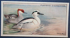 SMEW   Vintage 1927 Illustrated Bird Card   XC19M picture