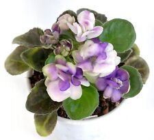 African Violet 'SK-Voliushka' (M)--TWO LEAVES picture