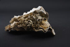 113g Natural 3 Oyster Shell Cluster with Barnacles Specimen V07 picture