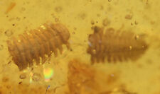 Detailed Polydesmida (Millipede), Fossil insect inclusion in Burmese Amber picture