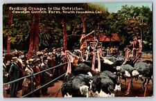 Postcard Feeding Oranges to the Ostriches Cawston Ostrich Farm South Pasadena CA picture