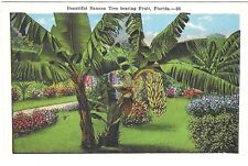 Vintage Florida Linen Postcard Beautiful Banana Tree Bearing Fruit picture