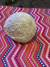 Rare Medium Round Coral Specimen Petrified Prehistoric (Florida) picture