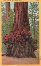Postcard CA Big Basin California Animal Tree 1935 Linen Unposted Vintage PC J380 picture