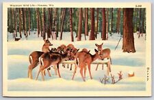 Animals~Deer @ Trough Wausau Wisconisn~Vintage Postcard picture