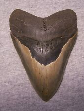 MEGALODON Shark Tooth 4 15/16 sharks teeth BIG jaw fossil REAL megladon SERRATED picture