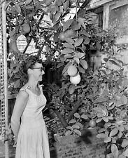 VINTAGE B/W PHOTO NEGATIVE - WOMAN ADMIRING HER LEMON TREE picture