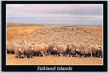 Sheeps Awaiting Shearing Falkland Islands Vintage Animal Postcard picture