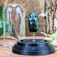 V21h Blue/Green Sagra Beetle Glass Dome Display Entomology Taxidermy Oddities picture